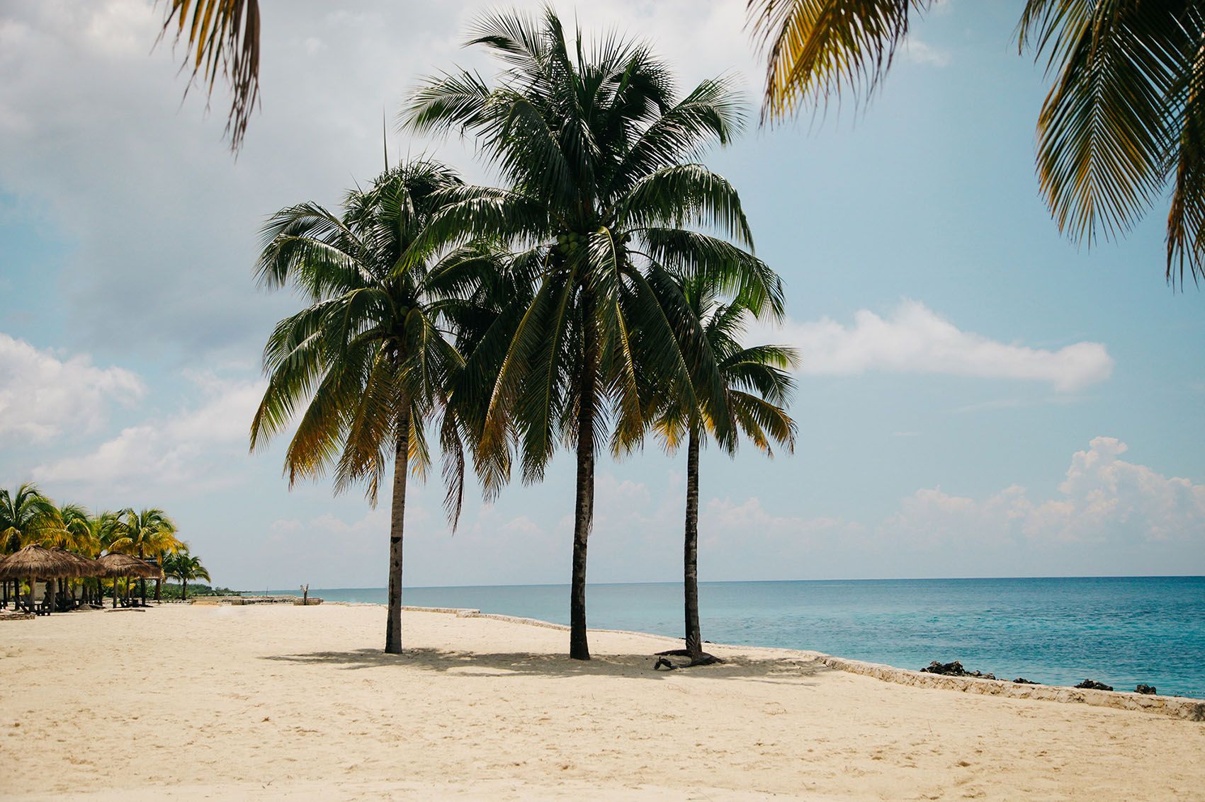 Bild von einem Strand mit Palmen.