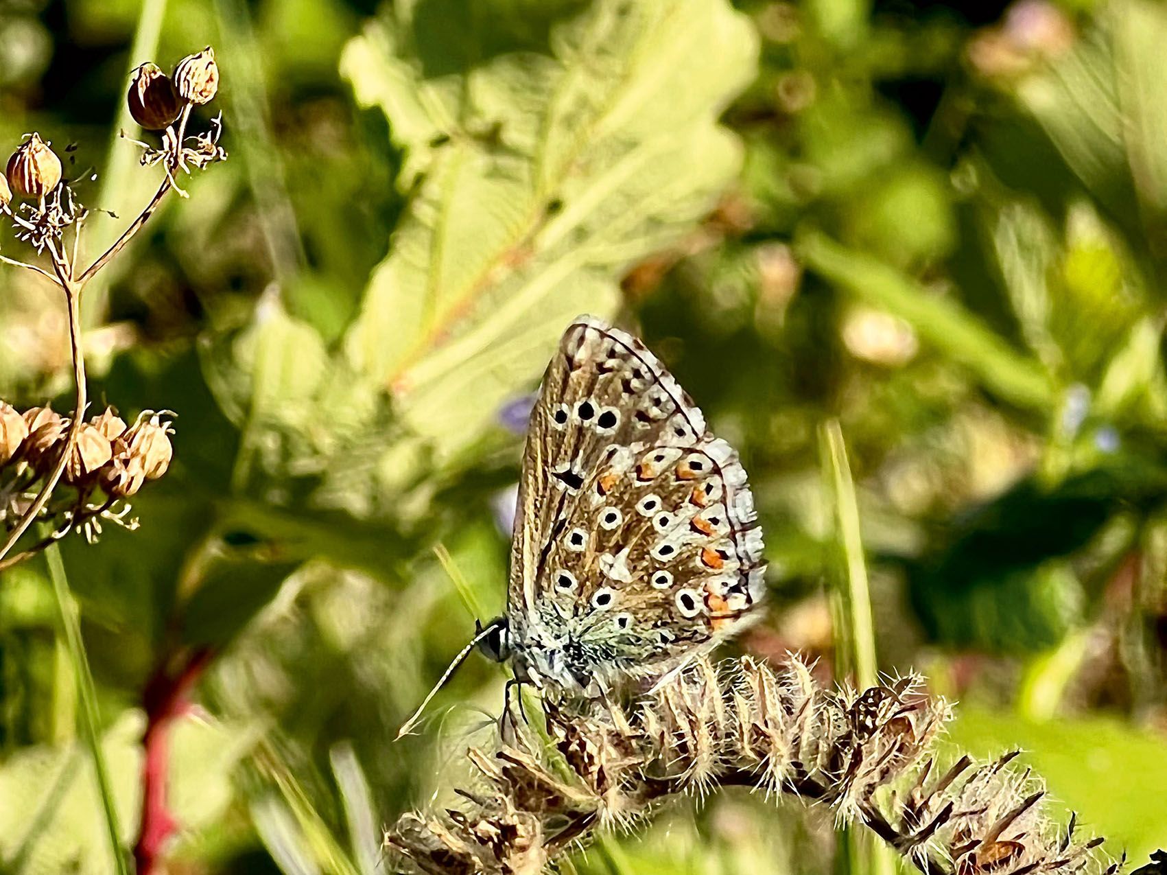 A butterfly sits in the VS insect meadow, which provides a habitat for numerous species.