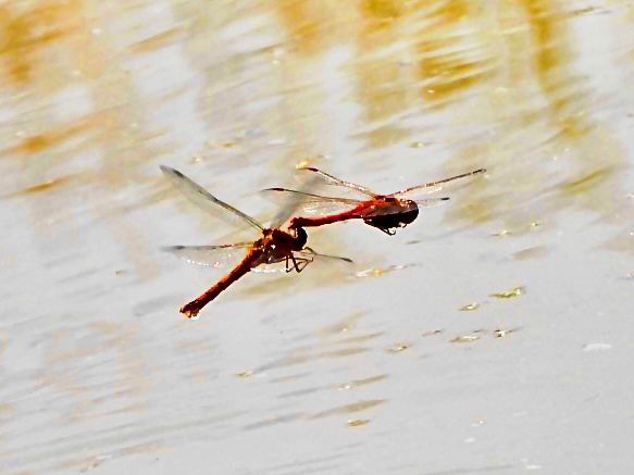 Two dragonflies fly over the pond created on the VS site to preserve biodiversity