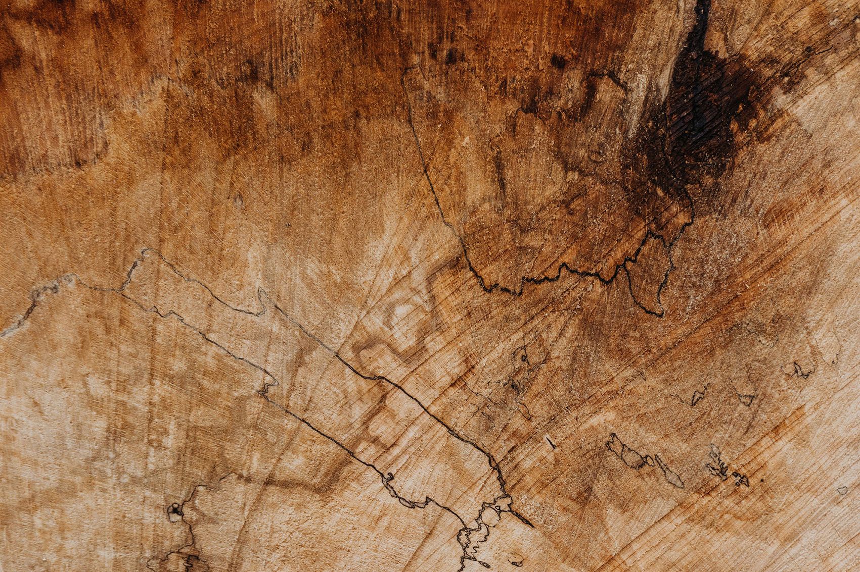 Close-up of the wood structure of a cut tree trunk