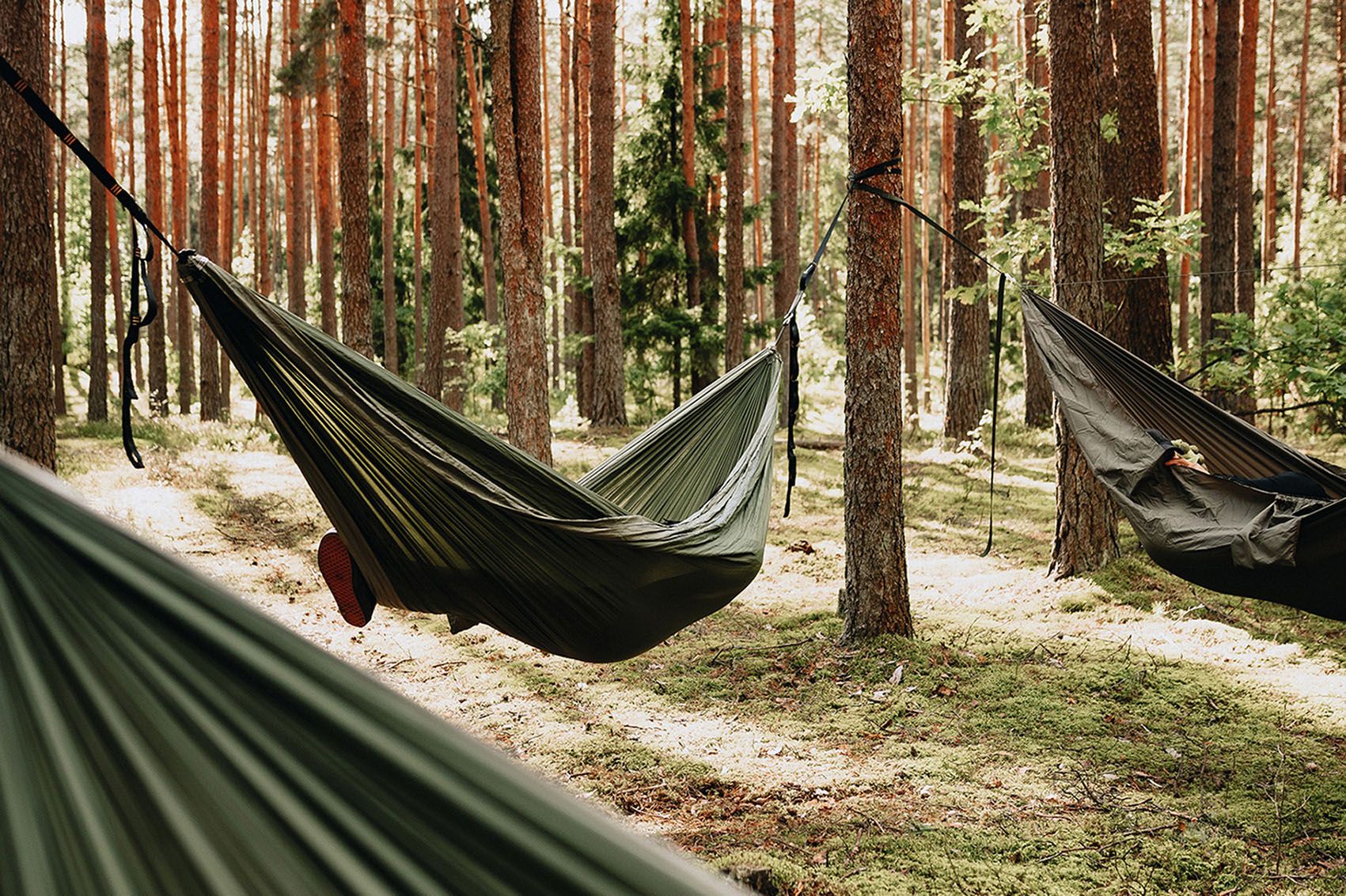 Mehrere Hängematten hängen zwischen Bäumen in einem Wald
