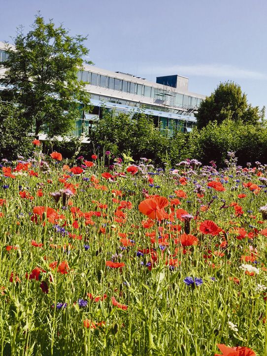 A colourful wildflower meadow in full bloom next to the VS head office.