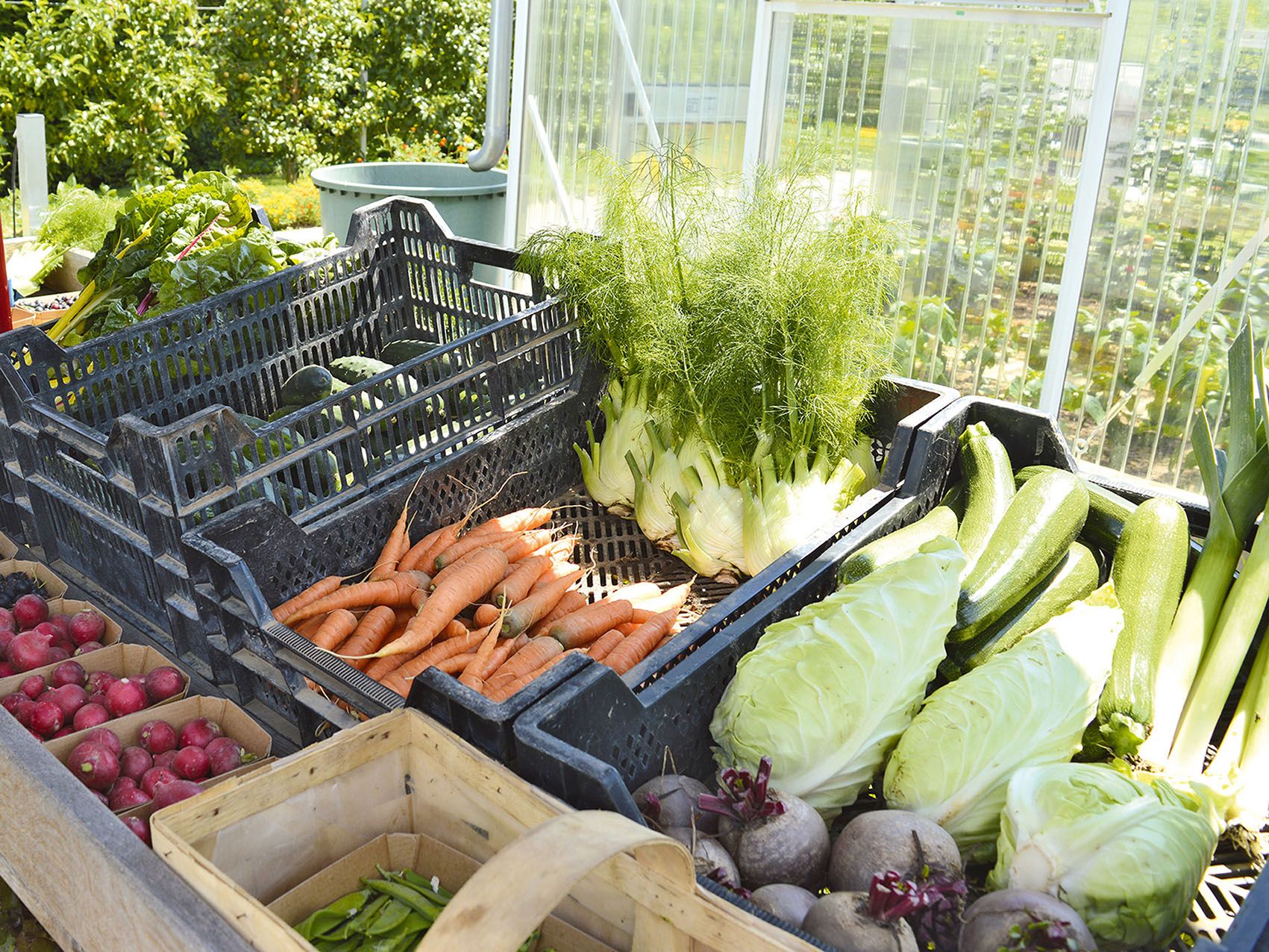 Vegetables from the company's own garden can be bought directly at VS.