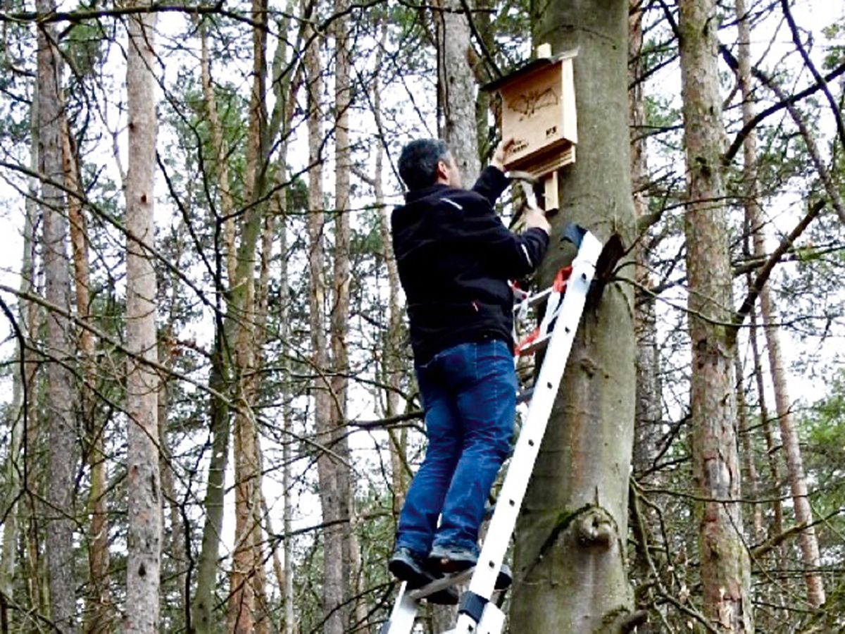 A man attaches a bat box to a tree.