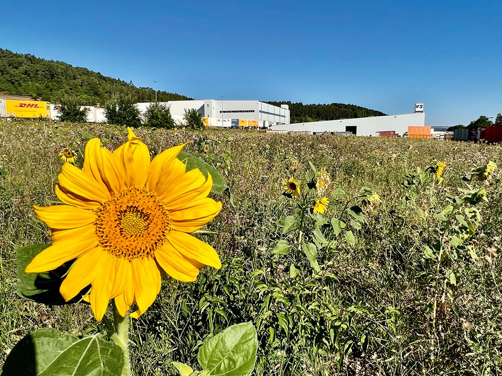 A sunflower blooms in the flower meadow at VS Werk 7.